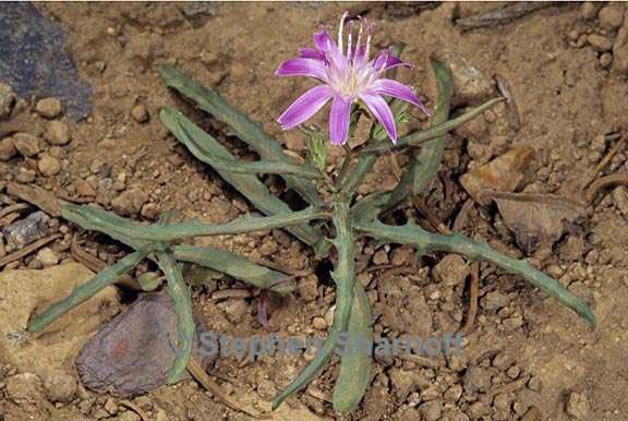 stephanomeria lactucina 2 graphic